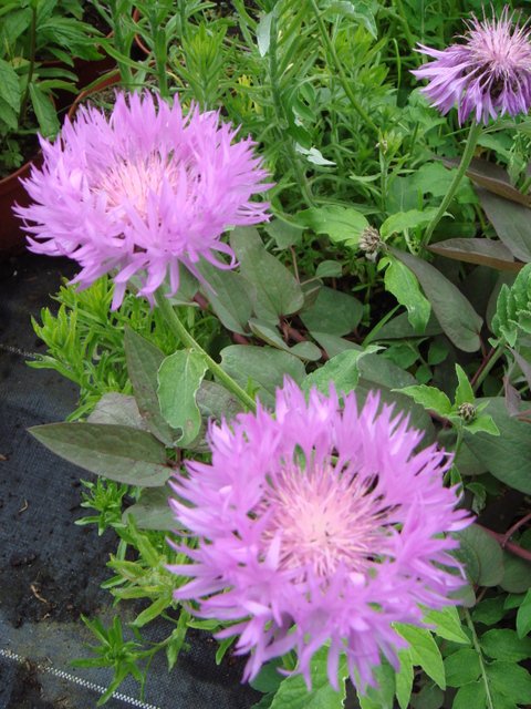 Centaurea hypoleuca 'Johns Coutt' fleur